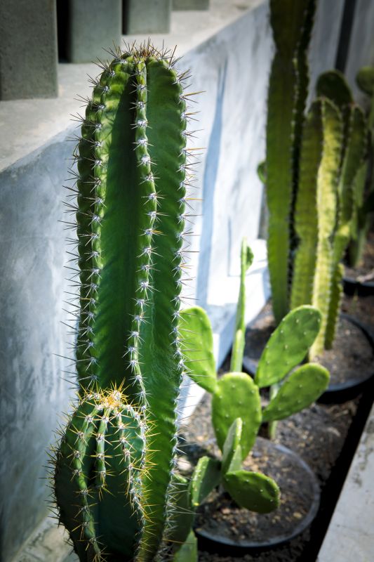 Cactus Planting