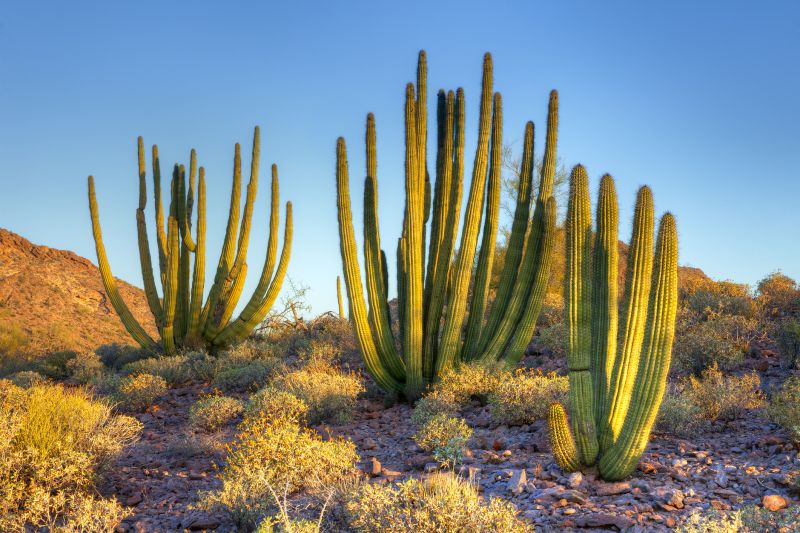 Cactus Planting Costs — Cost of Cactus Planting