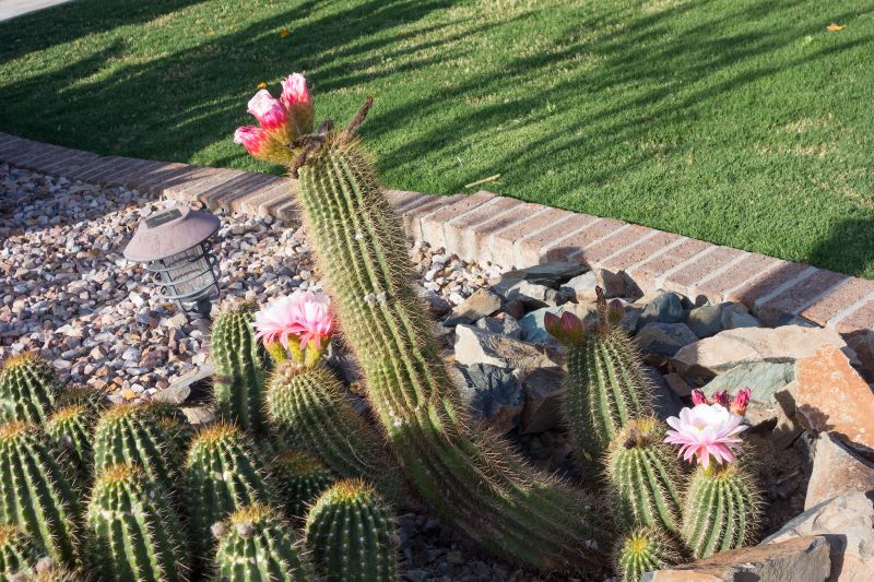 Cactus Planting Costs — Cost of Cactus Planting