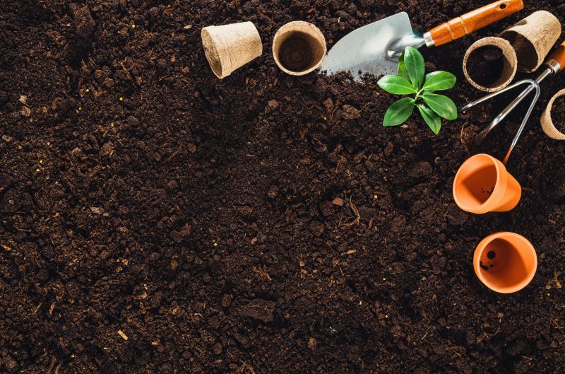 Inside a Cactus Garden