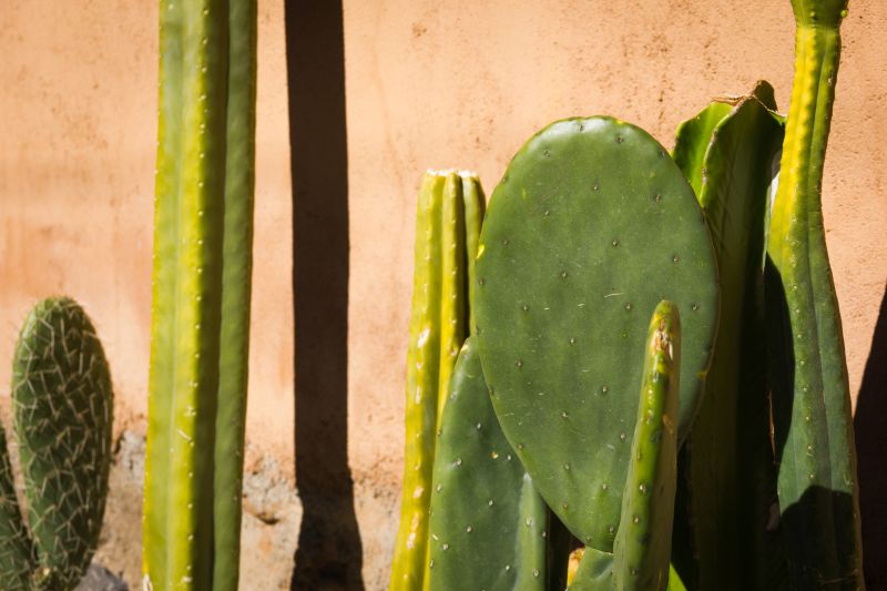 Cactus Plants in Bloom
