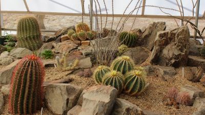Great for Arid Landscapes!