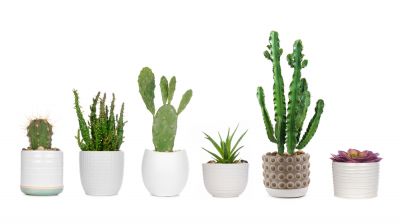 Many Varieties of Cactus!
